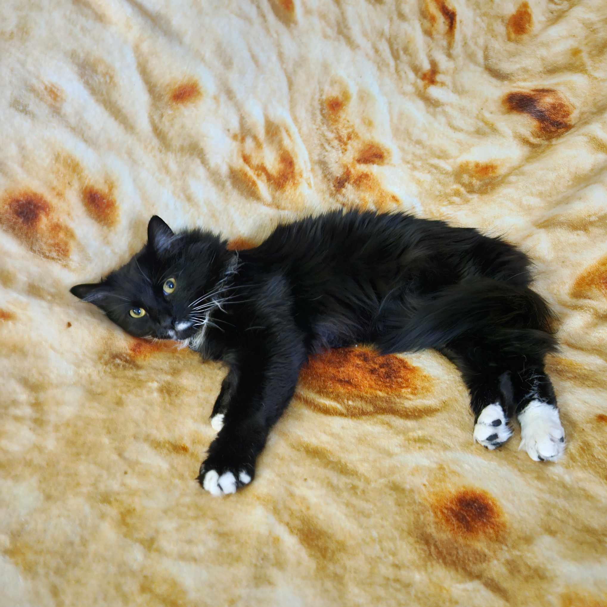 black tuxedo cat laying down on a burrito blanket